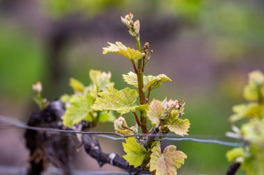 Moulin de Verzenay yakınlarındaki büyük cru Champagne üzüm bağlarına, Montagne de Reims yakınlarındaki Pinot noir üzüm fabrikalarına Verzy ve Verzenay, Champagne, France