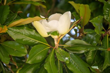 White scented blossom of tropical magnolia grandiflora evergreen tree clipart