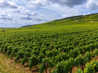 Green grand cru and premier cru vineyards with cross and rows of pinot noir grapes plants in Cote de nuits, making of famous red and white Burgundy wine in Burgundy region, near Vosne-Romanee village clipart