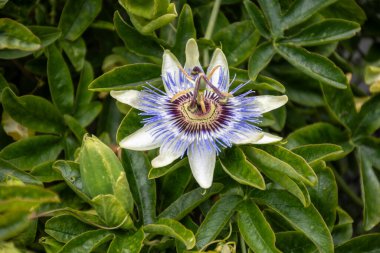 Botanik koleksiyonu, passiflora bitkisinin güzel çiçekleri yenilebilir çarkıfelek meyveleri yakın.