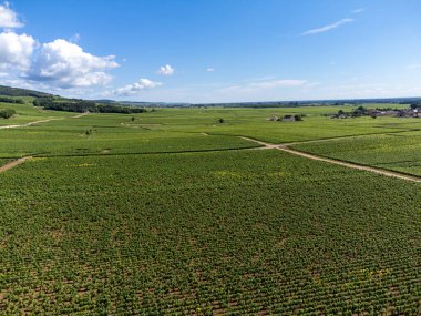 Green vineyards around Puligny-Montrachet village, Burgundy, France. High quality white dry wine making from Chardonnay grapes on grand cru classe vineyards, aerial view clipart