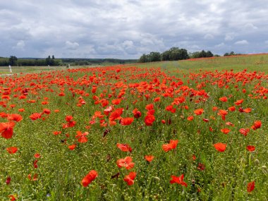 Renkli doğa arka planı, gelincik ve mavi keten tarlaları, bir sürü kırmızı gelincik çiçekleri, Fransa baharda Charente, Fransa, Fransa 'da tarlalar