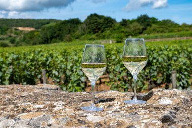 Fransa, Burgundy 'deki Puligny-Montrachet köyü yakınlarındaki Grand Cru sınıfı üzüm bağlarında Chardonnay üzümlerinden yapılan kaliteli beyaz şarap tatma.