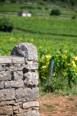 Fransa 'nın Burgundy kentindeki Puligny-Montrachet köyünde yeşil üzüm bağları örülmüş. Grand Cru sınıfı üzüm bağlarında Chardonnay üzümlerinden yapılan kaliteli beyaz şarap.