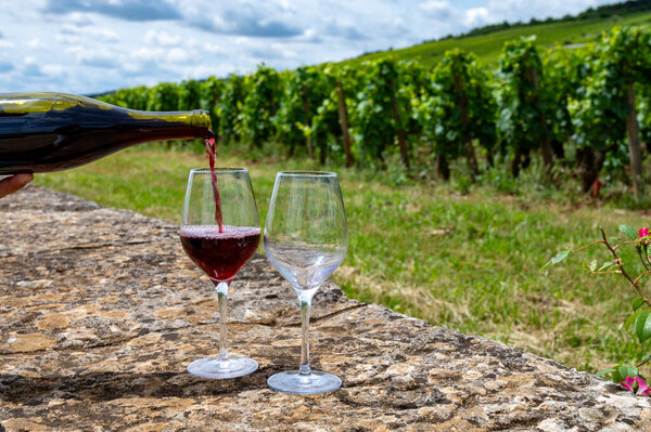 Дегустация красного вина Пино Нуар на виноградниках с крестом и каменными стенами в Кот-де-Нуит, изготовление знаменитого красного и белого бургундского вина в Бургундском районе, Vosne-Romanee village, Франция