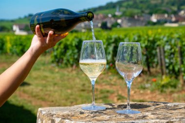 Fransa, Burgundy 'deki Puligny-Montrachet köyü yakınlarındaki Grand Cru sınıfı üzüm bağlarında Chardonnay üzümlerinden yapılan kaliteli beyaz şarap tatma.