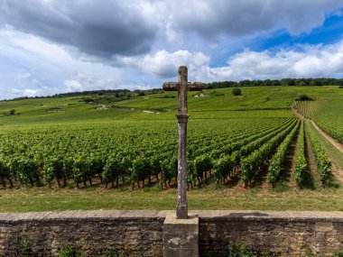 Green grand cru and premier cru vineyards with cross and rows of pinot noir grapes plants in Cote de nuits, making of famous red and white Burgundy wine in Burgundy region, near Vosne-Romanee village clipart