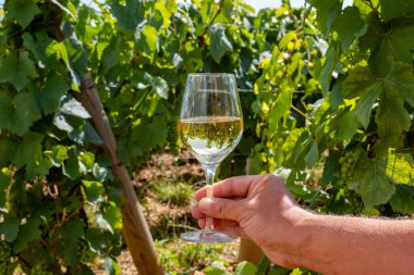 Fransa, Burgundy 'deki Puligny-Montrachet köyü yakınlarındaki Grand Cru sınıfı üzüm bağlarında Chardonnay üzümlerinden yapılan kaliteli beyaz şarap tatma.