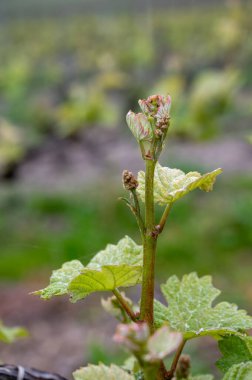 Moulin de Verzenay yakınlarındaki büyük cru Champagne üzüm bağlarına, Montagne de Reims yakınlarındaki Pinot noir üzüm fabrikalarına Verzy ve Verzenay, Champagne, France