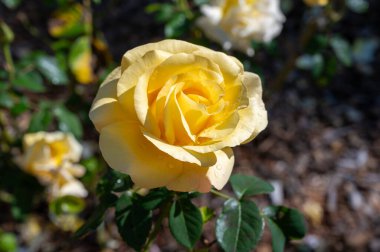 Güneşli bir günde Fransa 'nın Arcachon turistik kasabasındaki halk bahçesinde yetişen Rosarium' da kokulu sarı gül çiçekleri.