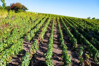 Eylül 'de Montagne de Reims, Verzy ve Verzenay, Champagne, France' da toplanan olgun Pinot şarapları ve meunier üzümleri.