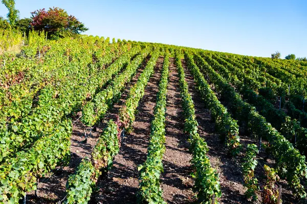 Eylül 'de Montagne de Reims, Verzy ve Verzenay, Champagne, France' da toplanan olgun Pinot şarapları ve meunier üzümleri.