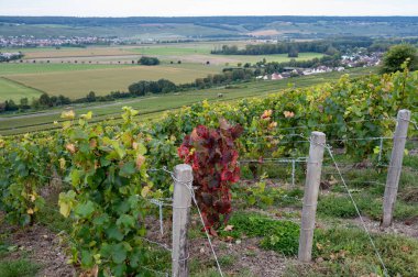 Köy Hautvillers, Champange, Fransa 'daki ana cru şampanya bağlarında otuimn' da olgunlaşmış pinot noir veya meunier şarap üzümleri.