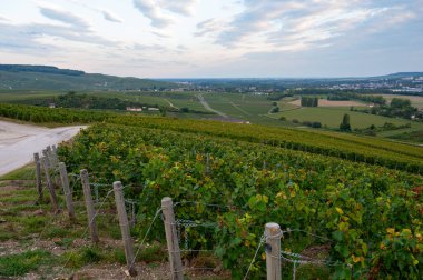 Eylül 'de Hautvillers, Cumieres ve Marne River Valley, Champange, Fransa yakınlarındaki yeşil başbakan cru şampanya bağları ve tarlalarına akşam manzarası