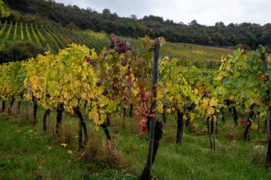 Nittel, Rhineland-Palatinate, Almanya çevresindeki teraslı üzüm bağlarının ve Machtum, Lüksemburg 'daki üzüm bağlarının sonbaharda Moselle Nehri boyunca uzanan manzarası.