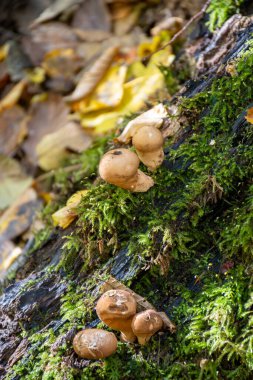 Divercity of wild mushrooms of Mullerthal, Luxembourg's Little Switzerland along hiking routes, rock formations, moss-covered forests, tourist destination in Europe clipart