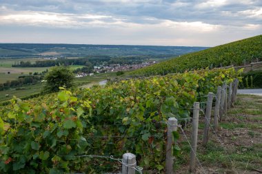 Eylül 'de Hautvillers, Cumieres ve Marne River Valley, Champange, Fransa yakınlarındaki yeşil başbakan cru şampanya bağları ve tarlalarına akşam manzarası