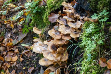 Mullerthal 'in yabani mantarları, Lüksemburg' un Küçük İsviçre 'si yürüyüş yolları boyunca, kaya oluşumları, yosun kaplı ormanlar, Avrupa' da turizm beldesi