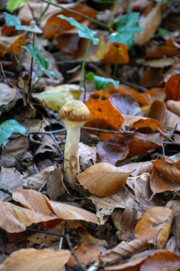 Divercity of wild mushrooms of Mullerthal, Luxembourg's Little Switzerland along hiking routes, rock formations, moss-covered forests, tourist destination in Europe clipart