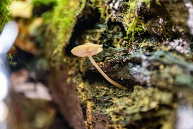 Divercity of wild mushrooms of Mullerthal, Luxembourg's Little Switzerland along hiking routes, rock formations, moss-covered forests, tourist destination in Europe clipart