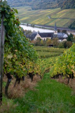 Nittel, Rhineland-Palatinate, Almanya çevresindeki teraslı üzüm bağlarının ve Machtum, Lüksemburg 'daki üzüm bağlarının sonbaharda Moselle Nehri boyunca uzanan manzarası.