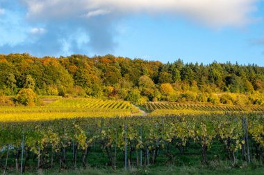 Nittel, Rhineland-Palatinate, Almanya çevresindeki teraslı üzüm bağlarının panoramik manzarası ve sonbaharda Grevenmacher yakınlarındaki Lüksemburg 'un üzüm bağlarındaki Moselle Nehri boyunca manzarası