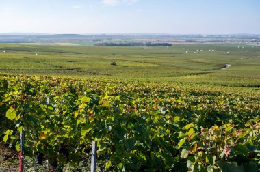 Eylül 'de Montagne de Reims, Verzy ve Verzenay, Champagne, France' da toplanan olgun Pinot şarapları ve meunier üzümleri.