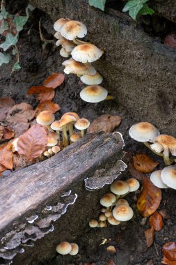 Divercity of wild mushrooms of Mullerthal, Luxembourg's Little Switzerland along hiking routes, rock formations, moss-covered forests, tourist destination in Europe clipart