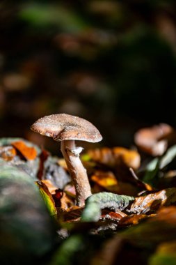 Divercity of wild mushrooms of Mullerthal, Luxembourg's Little Switzerland along hiking routes, rock formations, moss-covered forests, tourist destination in Europe clipart