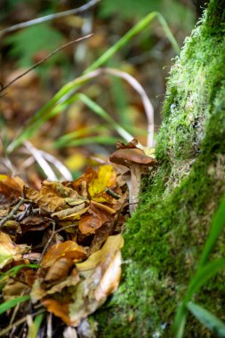 Mullerthal 'in yabani mantarları, Lüksemburg' un Küçük İsviçre 'si yürüyüş yolları boyunca, kaya oluşumları, yosun kaplı ormanlar, Avrupa' da turizm beldesi
