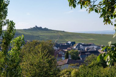 View on grand cru Champagne vineyards near Moulin de Verzenay, rows of pinot noir grape plants in Montagne de Reims near Verzy and Verzenay, Champagne, France in September, harvest clipart