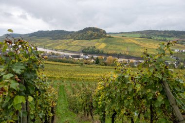 Nittel, Rhineland-Palatinate, Almanya çevresindeki teraslı üzüm bağlarının ve Machtum, Lüksemburg 'daki üzüm bağlarının sonbaharda Moselle Nehri boyunca uzanan manzarası.
