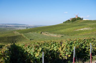 Eylül 'de Moulin de Verzenay yakınlarındaki büyük cru Champagne üzüm bağları, Montagne de Reims yakınlarındaki Pinot noir üzüm fabrikaları, Verzy ve Verzenay, Champagne, France, Hasat