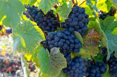 Eylül 'de Montagne de Reims, Verzy ve Verzenay, Champagne, France' da Grand Cru Champagne üzüm bağları, siyah pinot noir ve Pinot menülü şarap üzümleri hasat edilir.