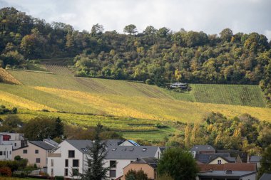 Nittel, Rhineland-Palatinate, Almanya çevresindeki teraslı üzüm bağlarının panoramik manzarası ve sonbaharda Grevenmacher yakınlarındaki Lüksemburg 'un üzüm bağlarındaki Moselle Nehri boyunca manzarası