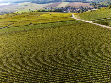 Eylül 'de Lal de Livre, Champagne, Fransa' da yeşil başbakan ve Grand Cru üzüm bağları, Pinot noir ve meunier üzümleri, sıralanmış üzüm bağları,