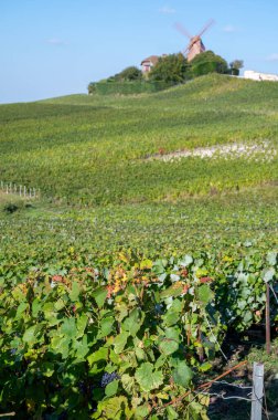 Eylül 'de Moulin de Verzenay yakınlarındaki büyük cru Champagne üzüm bağları, Montagne de Reims yakınlarındaki Pinot noir üzüm fabrikaları, Verzy ve Verzenay, Champagne, France, Hasat