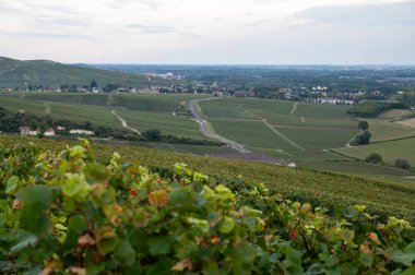 Evening view on green premier cru champagne vineyards and fields near village Hautvillers and Cumieres and Marne river valley, Champange, France in September clipart