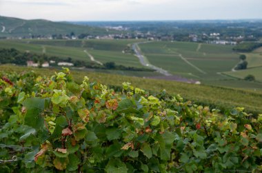 Eylül 'de Hautvillers, Cumieres ve Marne River Valley, Champange, Fransa yakınlarındaki yeşil başbakan cru şampanya bağları ve tarlalarına akşam manzarası