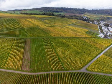 Nittel, Rhineland-Palatinate, Almanya çevresindeki teraslı üzüm bağlarının ve Machtum, Lüksemburg 'daki üzüm bağlarının sonbaharda Moselle Nehri boyunca uzanan manzarası.