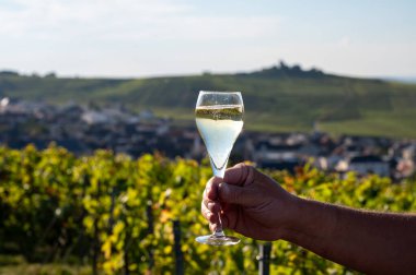 Şampanyayı tadarken cam içinde şampanya yudumlarken. Moulin de Verzenay yakınlarındaki şampanya bağlarında. Montagne de Reims Verzy ve Verzenay yakınlarındaki.