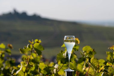 Şampanyayı tadarken cam içinde şampanya yudumlarken. Moulin de Verzenay yakınlarındaki şampanya bağlarında. Montagne de Reims Verzy ve Verzenay yakınlarındaki.