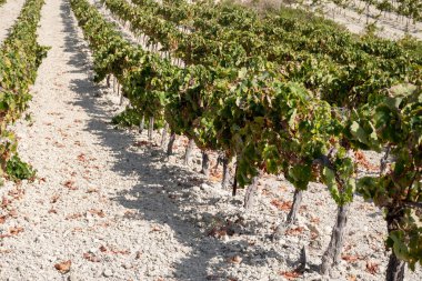 Harvest on famous sherry wines grape vineyards in Andalusia, Spain, sweet pedro ximenez or muscat, or palomino grapes, used for production of jerez, sherry sweet , brandy and dry wines clipart