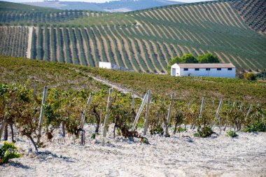 Landscape with famous sherry wines grape vineyards in Andalusia, Spain, sweet pedro ximenez or muscat, or palomino grape plants, used for production of jerez, sherry sweet, brandy and dry wines clipart