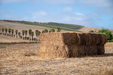 Endülüs, Malaga, İspanya 'daki büyük fidanlıklarda yetişen zeytin ağaçları, buğday tarlaları, badem ağaçları...