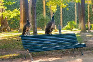 Avrupa, Sevilla, Endülüs, İspanya, bahçe tasarımı gibi en eski şehirlerden birinde büyük ağaçları, gölgeleri, renkli tavus kuşları olan yeşil halk parkı.