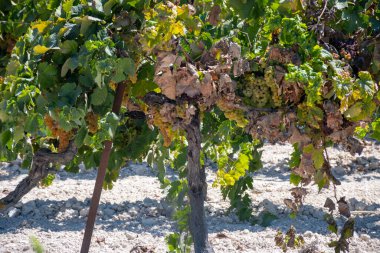 Endülüs, İspanya 'daki ünlü şarap üzüm bağları, tatlı pedro ximenez ya da muscat, ya da palomino üzümleri, Jeremy, Sherry Sweet, brendi ve kuru şarap yapımında kullanılır.