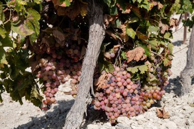 Harvest on famous sherry wines grape vineyards in Andalusia, Spain, sweet pedro ximenez or muscat, or palomino grapes, used for production of jerez, sherry sweet , brandy and dry wines clipart