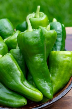 Padron belediyesinden Padron yeşil biber ya da Herbn landrace çeşitleri, ızgara ya da barbekü için.