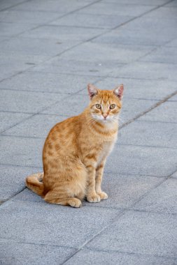 İyi yaşayan sokak kedileri Jerez de la Frontera, Endülüs, İspanya sokaklarında güneşli bir günün tadını çıkarıyorlar.
